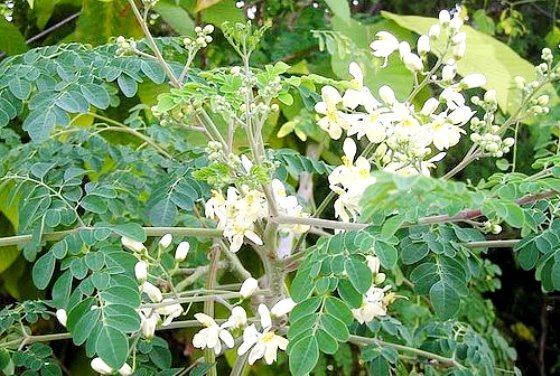 La planta de la libertad o moringa